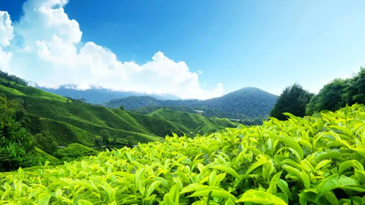 Munnar Web Banner